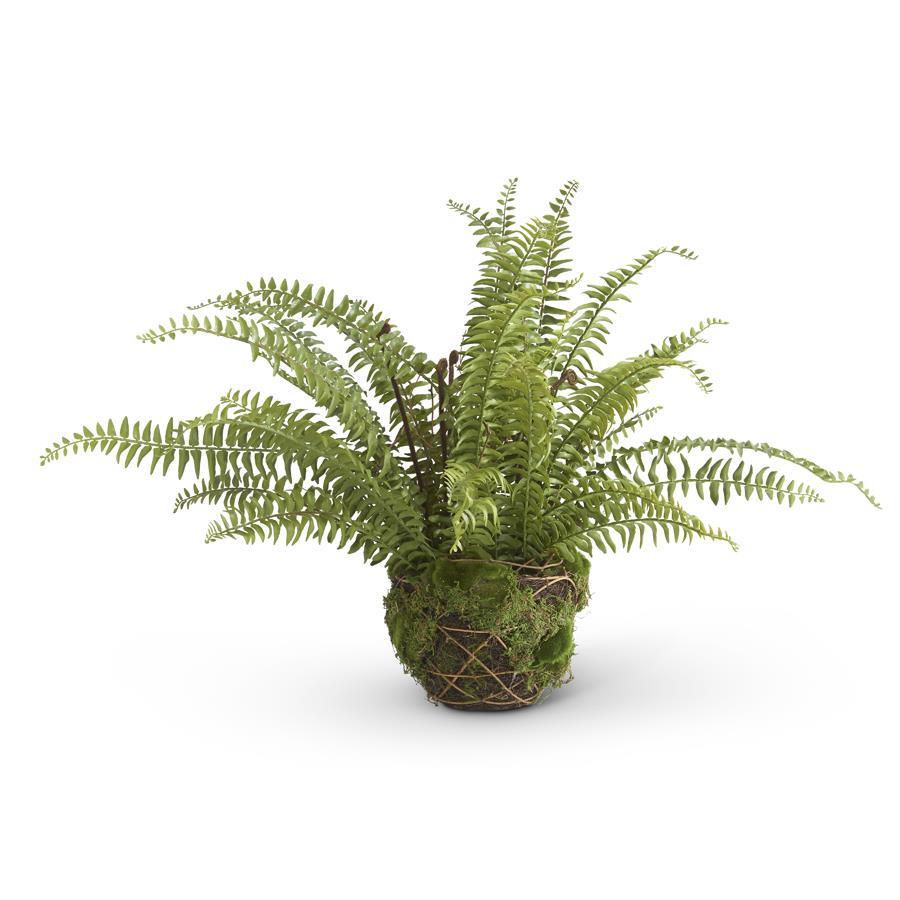 27.5 Inch Boston Fern in Moss and Twig Basket