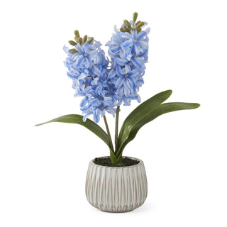 16 Inch Blue Real Touch Hyacinth in White Ceramic
