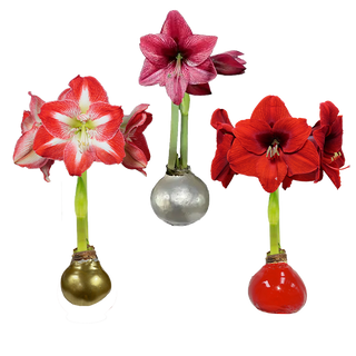 Waxed Amaryllis Mixed Case Lacquer Bulbs