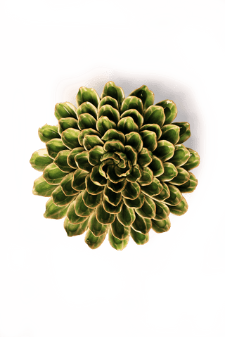Avocado Green Unicorn Zinnia - Flower Art, Boho Wall Decor