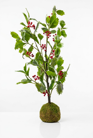 Large Variegated Holly in Moss Ball