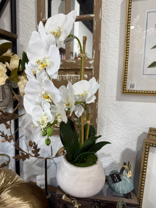 Natural Touch Phalaenopsis In Cement Pot