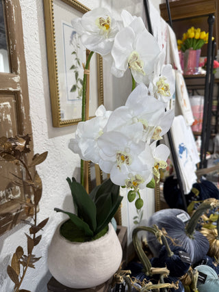Natural Touch Phalaenopsis In Cement Pot