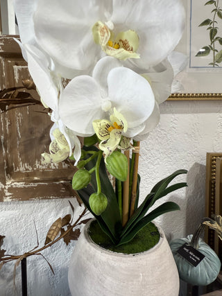 Natural Touch Phalaenopsis In Cement Pot