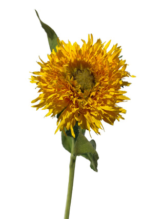 24" Brazilian Sunflower