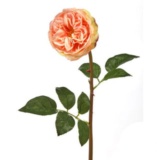 Just Cut English Rose