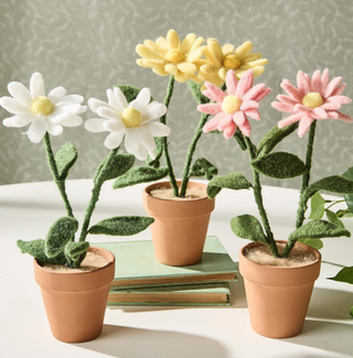 Blooming Beauties Hand-Crafted Potted Daisy