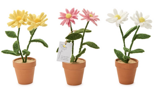 Blooming Beauties Hand-Crafted Potted Daisy