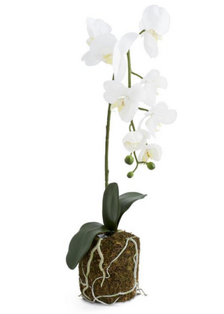 28 Inch Orchid in Moss Pot