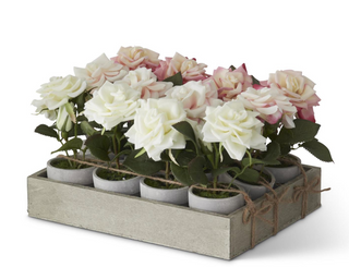 Potted Pink & White Roses