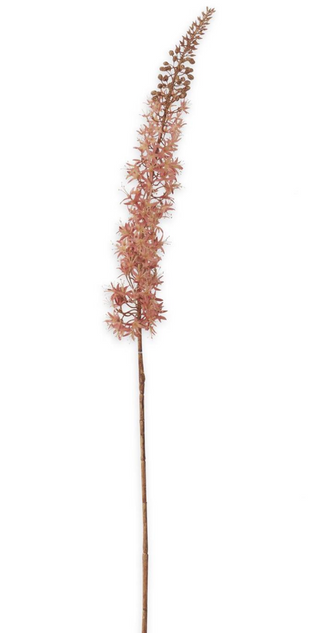 46 Inch Peach Fox Tail Lily Stem