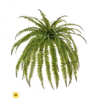 Uv Jumbo Boston Fern 45"Wx57"L