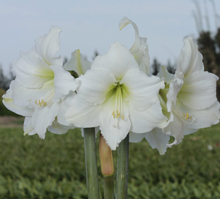 White Flower Spring Waxed Amaryllis