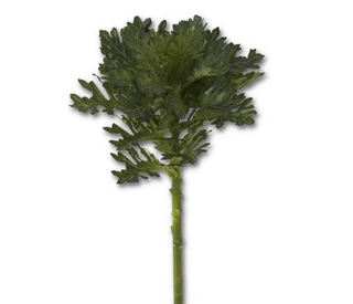 Green Ornamental Cabbage Stem