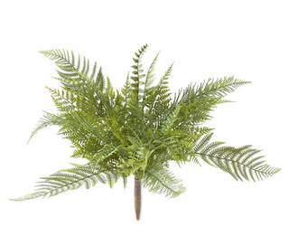 Mixed Fern Bush