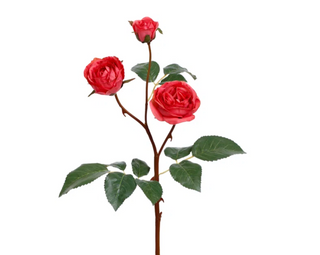 Roses Stem