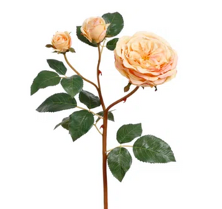 Cabbage Rose