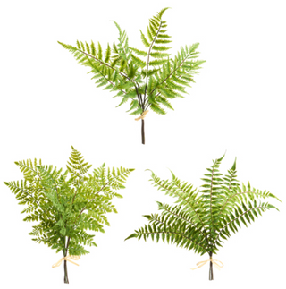 Soft Touch Fern Bundle