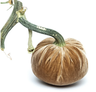 Mocha Silk Velvet Pumpkin