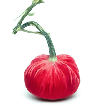 Guava Silk Velvet Pumpkin