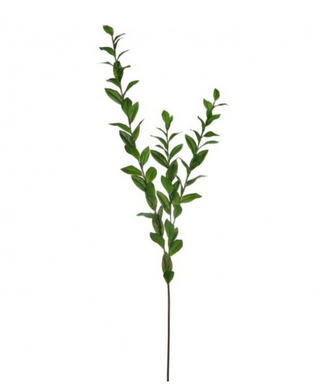 55" Southern Salal Stem