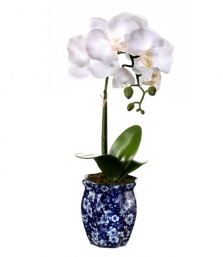 16" Planted Orchid In Pot