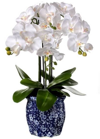 Potted Phaleanopsis In Ming Pot 23"