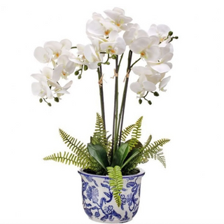 Triple Phalaenopsis Orchid and Fern in Ceramic Pot 22"
