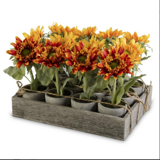 Assorted Potted Sunflowers