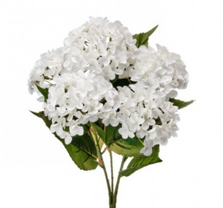 Garden Hydrangea 22" x 5 White
