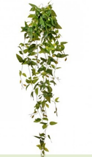 41' PU HANGING TRADESCANTIA PLANT