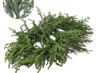 36"JUSTCUT NORFOLK PINE CENTERPIECE
