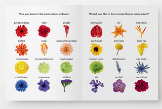 Rainbow in Bloom