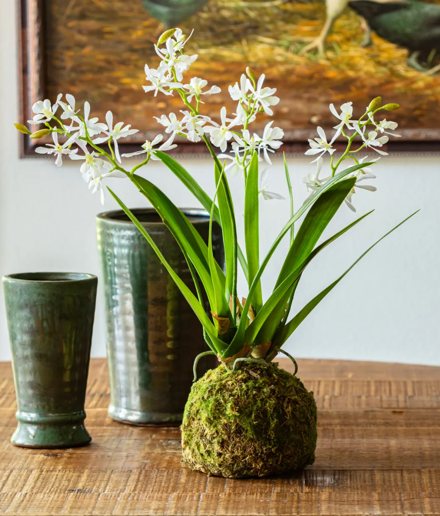 Mini Vanda White Orchid Moss Ball
