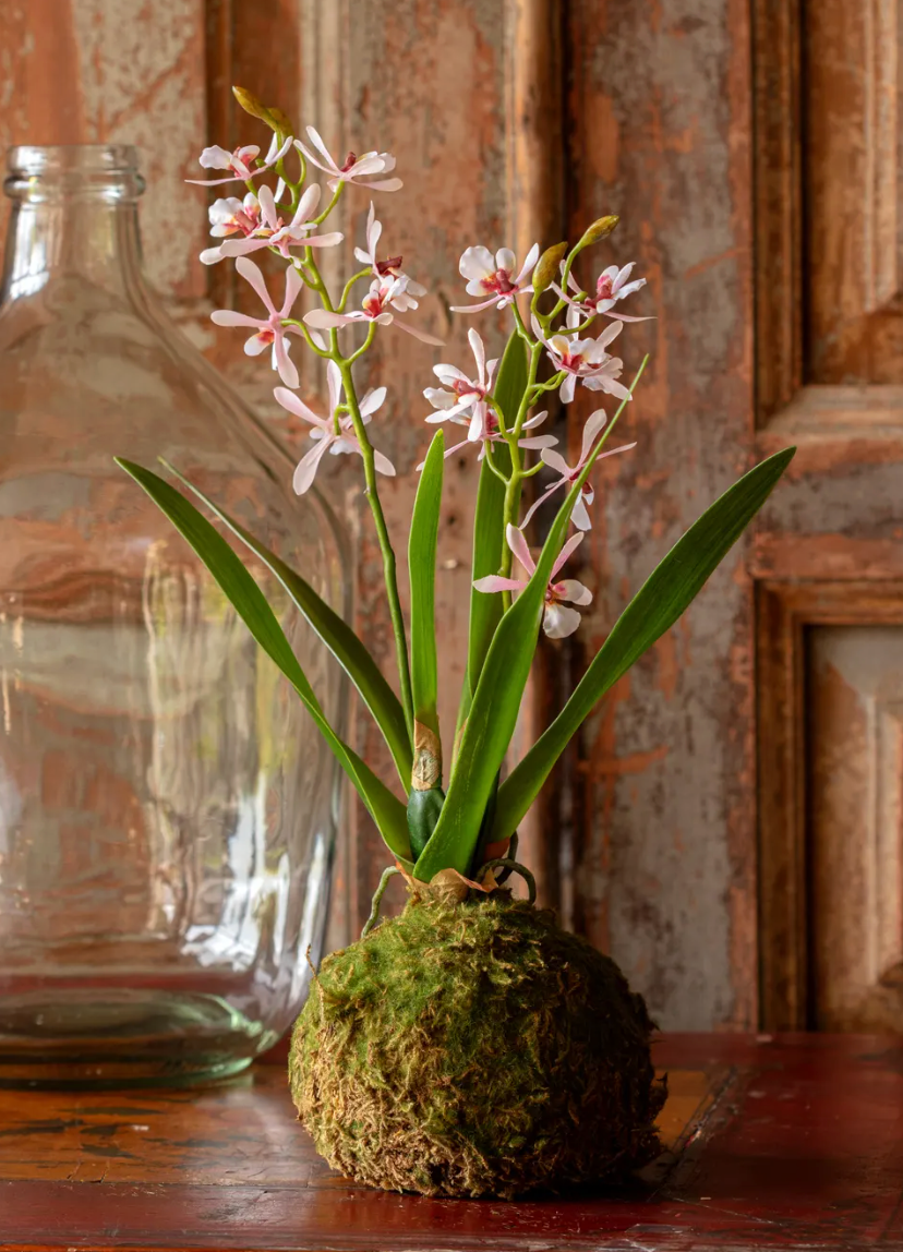 Variegated Pink Mini Orchid Small Moss Ball