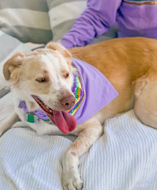 Lavender Sequin Stripe Pet Scarf