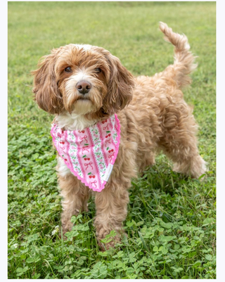 The Pawsome Bandana