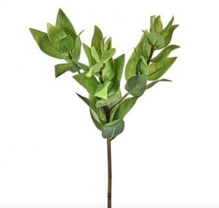 20" Triple Israeli Ruscus Spray