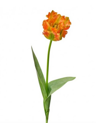 28" Soft Touch Parrot Tulip