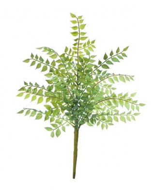 16" Italian Ruscus Pick