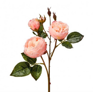 23.5" Peach Blush Just Cut Cabbage Rose