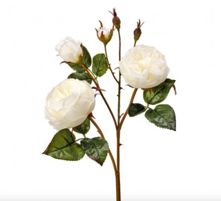 23.5" Just Cut Cabbage Rose in White