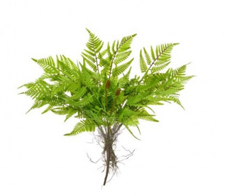 18" Soft Touch Leather Fern