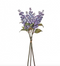 Lavendar