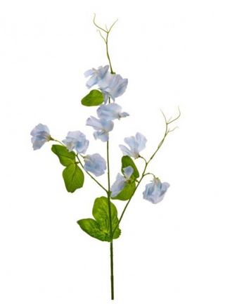 22" Blue Wild Sweet Pea Stem