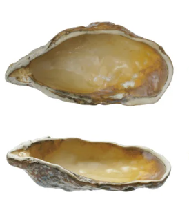 Stoneware Oyster Shell Shaped Dish