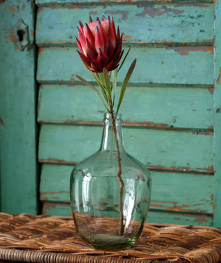 Burgandy Protea Stem