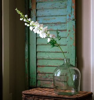 Hybrid Delphinium White