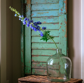 Hybrid Delphinium Blue