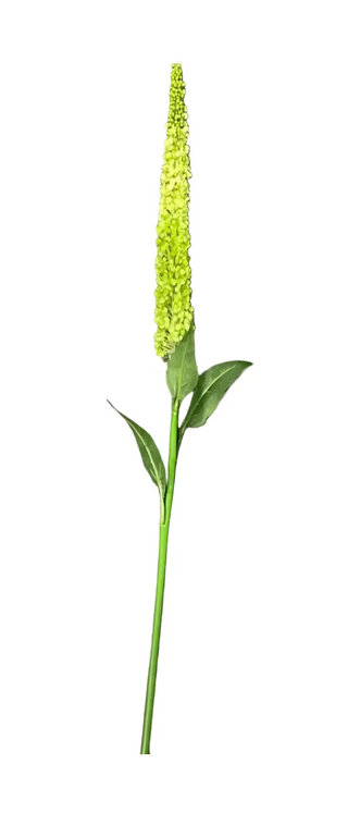 44" Green Amaranthus Stalk
